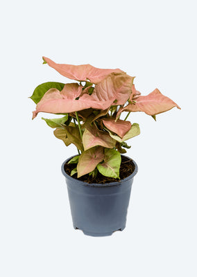 Syngonium Pink Neon