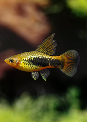 Tuxedo Variatus HiFin Platy