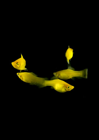 Yellow Platy