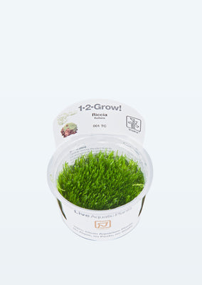 1-2-Grow! Riccia fluitans plant from Tropica products online in Dubai and Abu Dhabi UAE