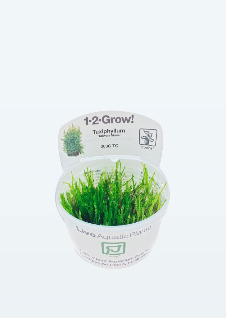 1-2-Grow! Taxiphyllum 'Taiwan moss' plant from Tropica products online in Dubai and Abu Dhabi UAE