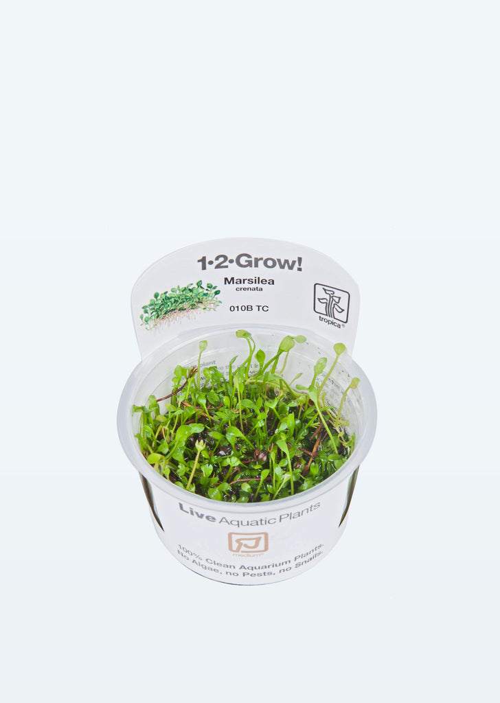 1-2-Grow! Marsilea crenata plant from Tropica products online in Dubai and Abu Dhabi UAE