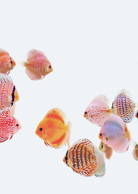 Stendker 10+1 Discus Fish Bundle