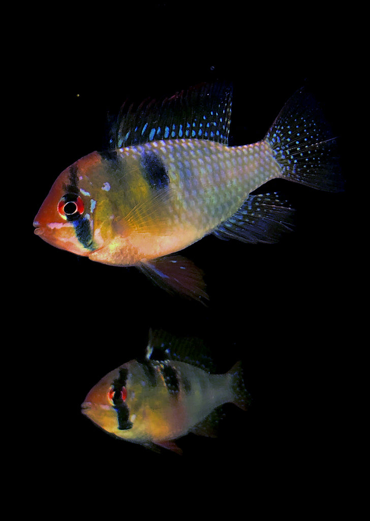 German Blue Ram (Special) tropical fish from Discus.ae products online in Dubai and Abu Dhabi UAE