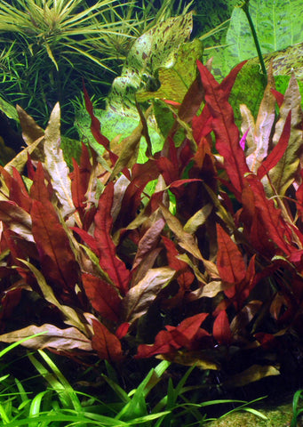 Alternanthera reineckii 'Pink' Clip