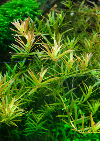 1-2-Grow! Rotala 'Vietnam H'ra' plant from Tropica products online in Dubai and Abu Dhabi UAE