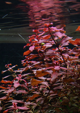 Ludwigia palustris 'Super Red' Clip