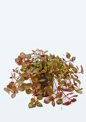 Ludwigia palustris plant from Tropica products online in Dubai and Abu Dhabi UAE