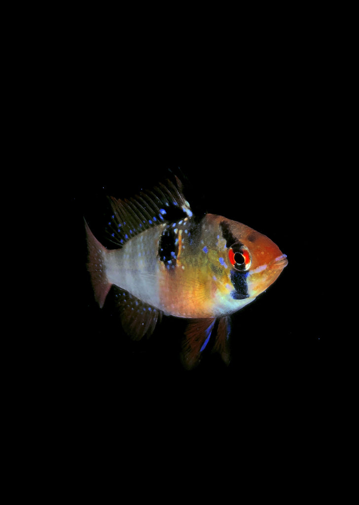 German Blue Ram (Special) tropical fish from Discus.ae products online in Dubai and Abu Dhabi UAE