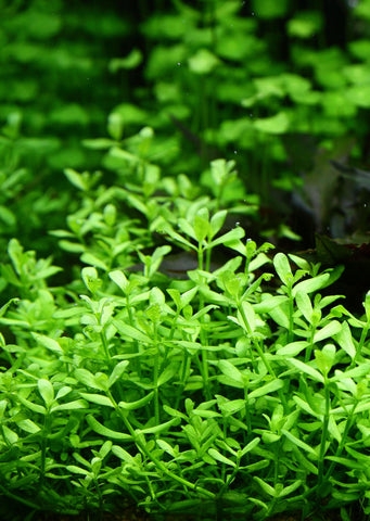 Bacopa 'Compact' Clip