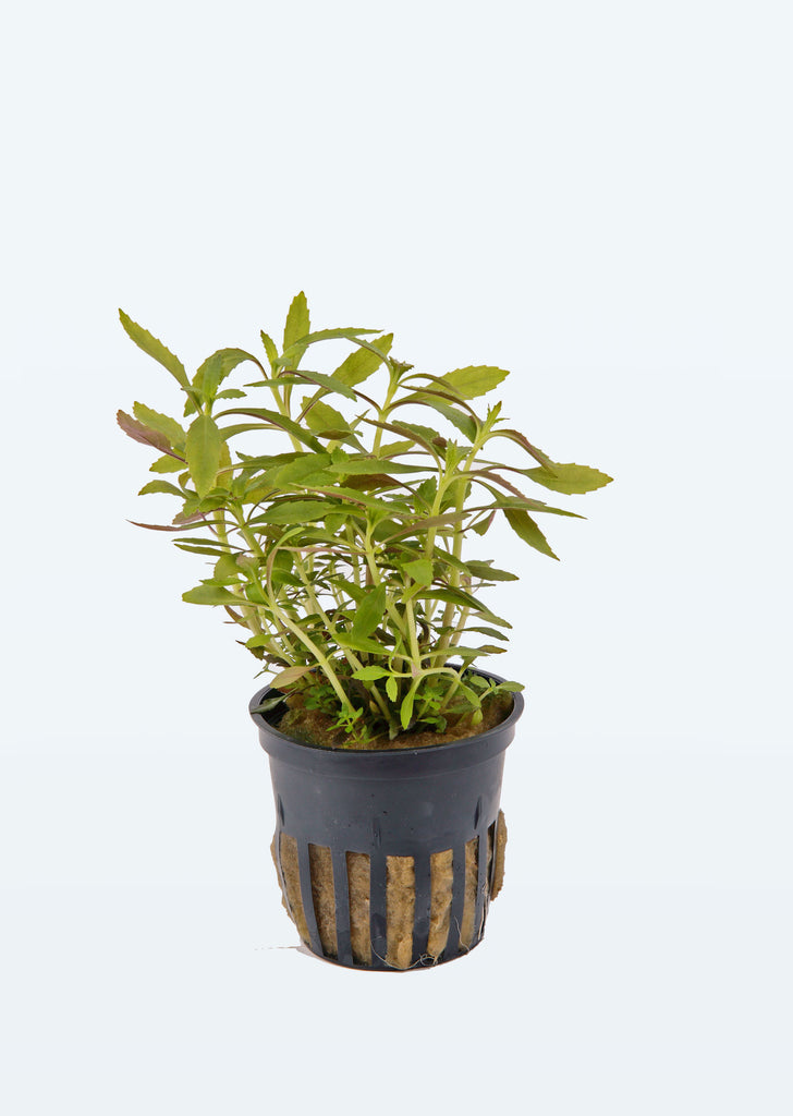 Limnophila hippuridoides plant from Tropica products online in Dubai and Abu Dhabi UAE