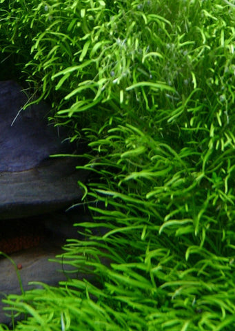 1-2-Grow! Utricularia graminifolia