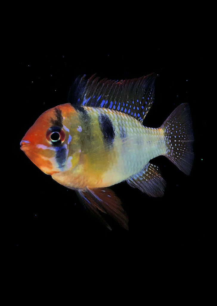 German Blue Ram (Special) tropical fish from Discus.ae products online in Dubai and Abu Dhabi UAE