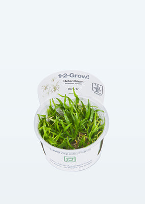 1-2-Grow! Helanthium tenellum 'Green' plant from Tropica products online in Dubai and Abu Dhabi UAE