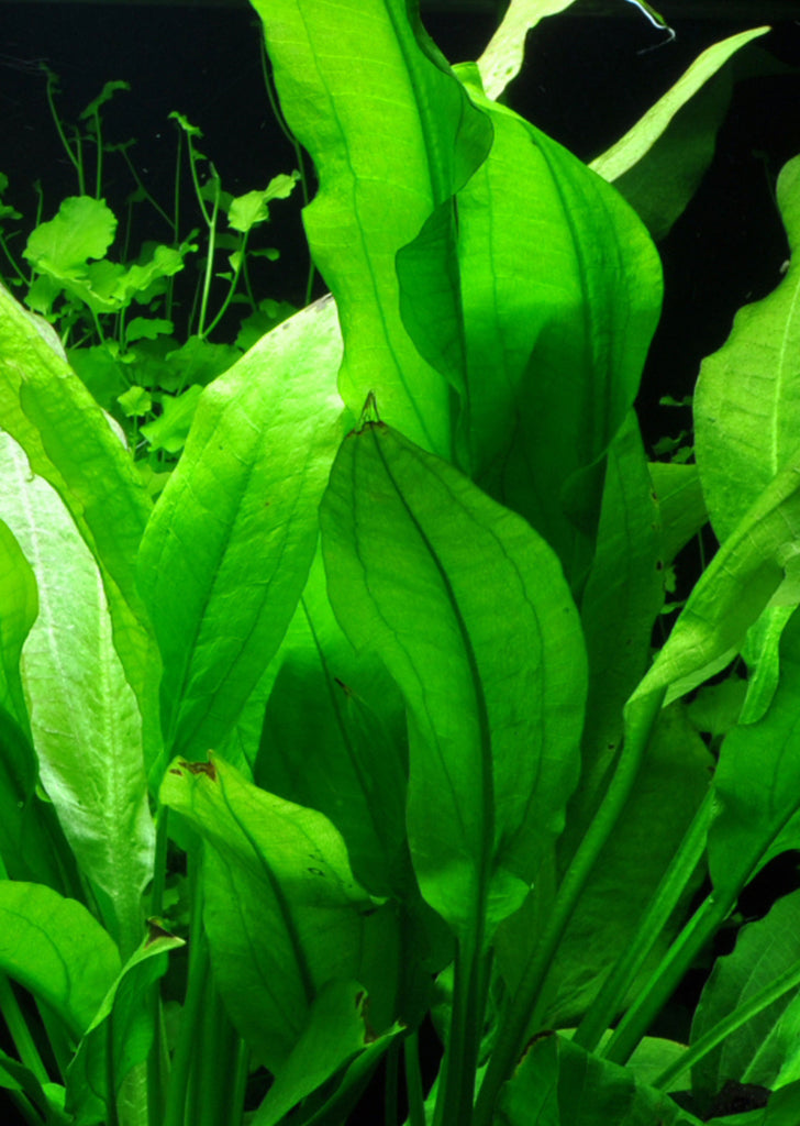 Echinodorus 'Bleherae' plant from Tropica products online in Dubai and Abu Dhabi UAE