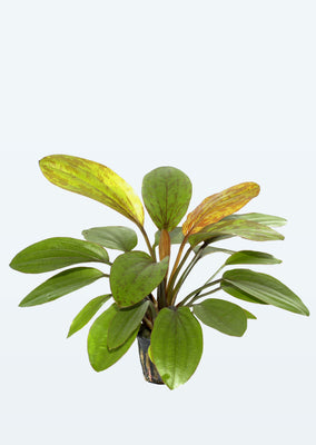 Echinodorus 'Rosé' plant from Tropica products online in Dubai and Abu Dhabi UAE