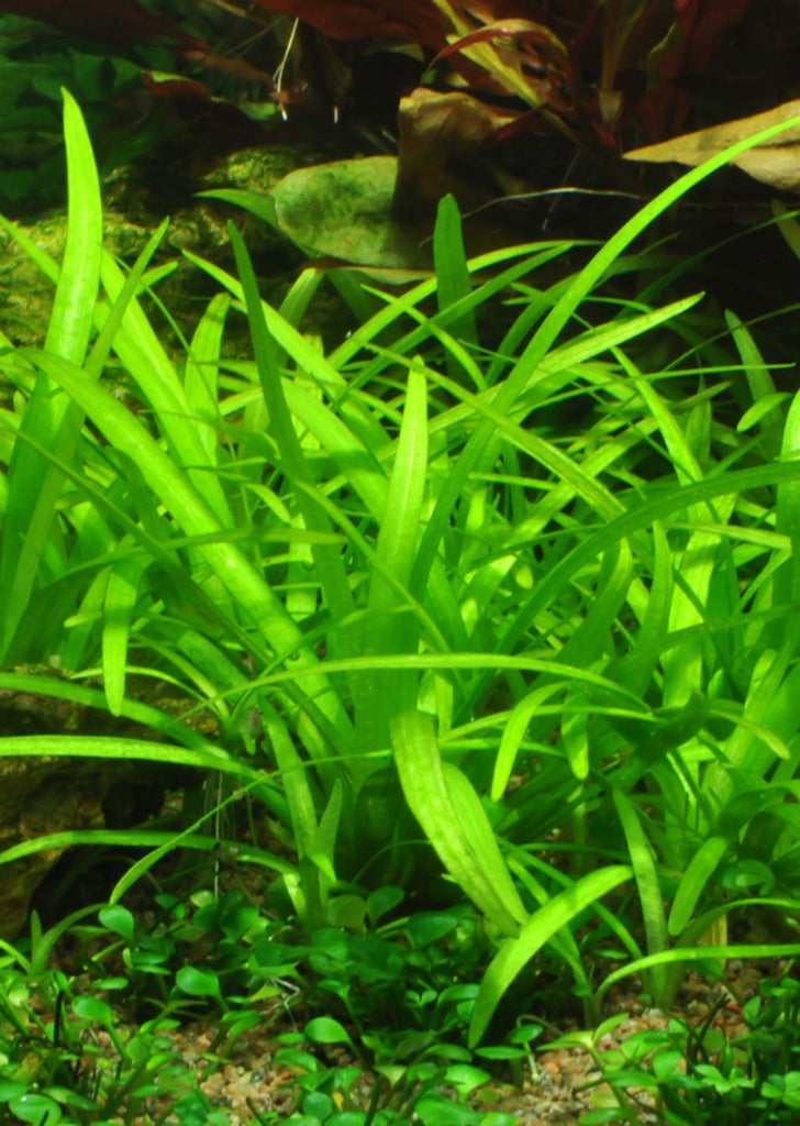 1-2-Grow! Sagittaria subulata plant from Tropica products online in Dubai and Abu Dhabi UAE