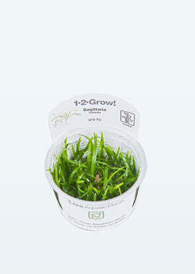 1-2-Grow! Sagittaria subulata plant from Tropica products online in Dubai and Abu Dhabi UAE