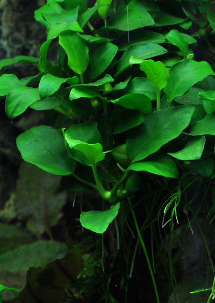 Anubias 'Petite' plant from Tropica products online in Dubai and Abu Dhabi UAE