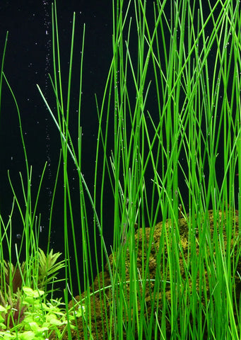 Eleocharis montevidensis plant from Tropica products online in Dubai and Abu Dhabi UAE