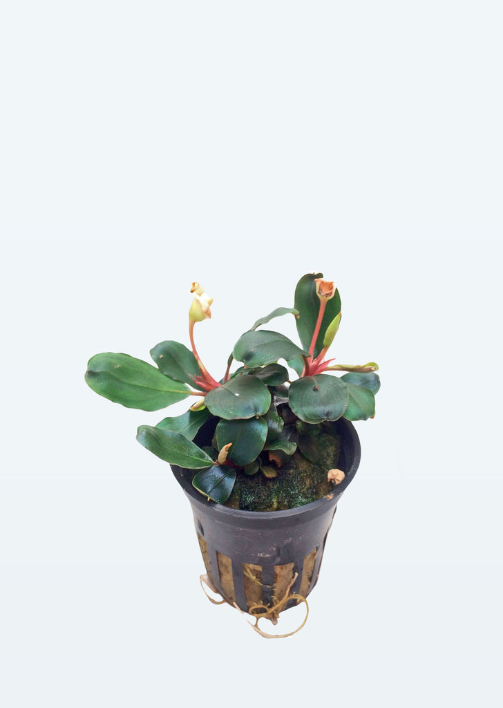 Bucephalandra sp. 'Red' plant from Tropica products online in Dubai and Abu Dhabi UAE