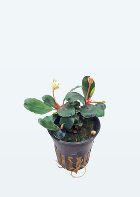 Bucephalandra sp. 'Red' plant from Tropica products online in Dubai and Abu Dhabi UAE