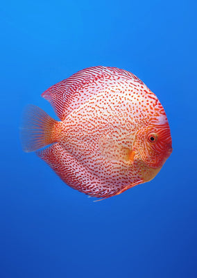 Stendker - Leopard - Red Leopard fish from Diskuszucht Stendker products online in Dubai and Abu Dhabi UAE
