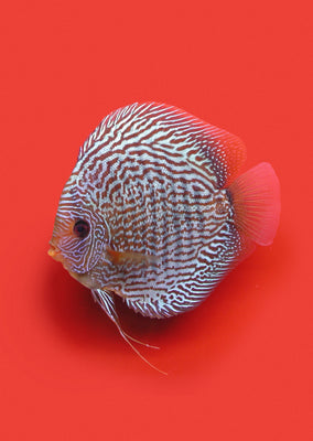 Stendker - Snake Skin Blue fish from Diskuszucht Stendker products online in Dubai and Abu Dhabi UAE