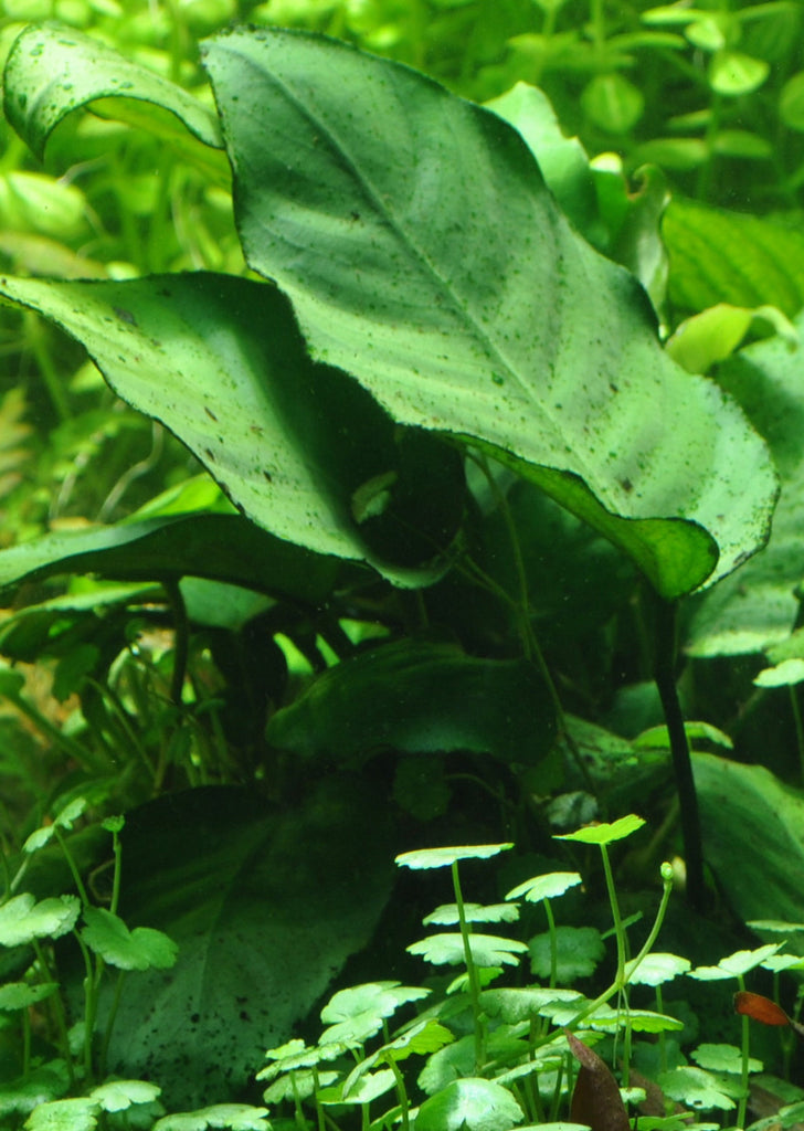 Anubias barteri caladiifolia Clip