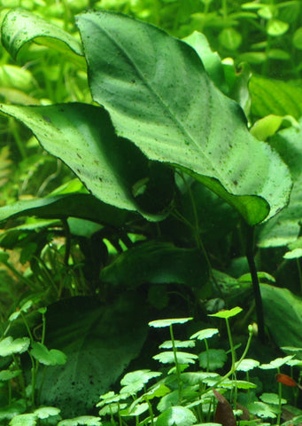 Anubias barteri caladiifolia Clip