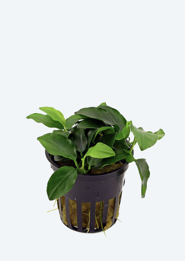 Anubias barteri ‘Petite’