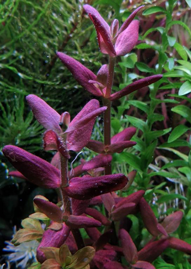 Bacopa Salzmannii 'Purple'