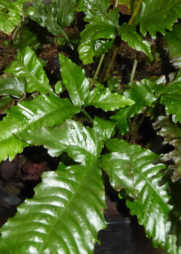 Bolbitis heteroclita 'asiatica'