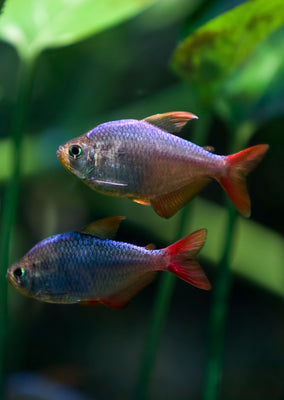 Colombian Tetra tropical fish from Discus.ae products online in Dubai and Abu Dhabi UAE