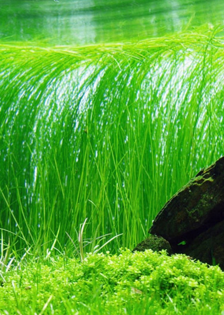 Eleocharis vivipara