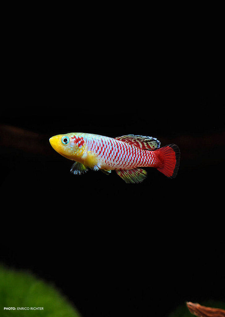 Guentheri's Killifish