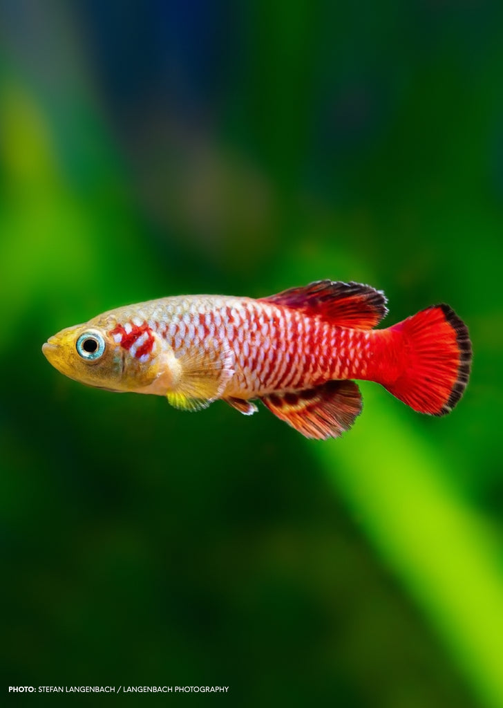 Guentheri's Killifish