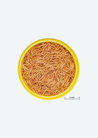 JBL ProNovo Insect Sticks S