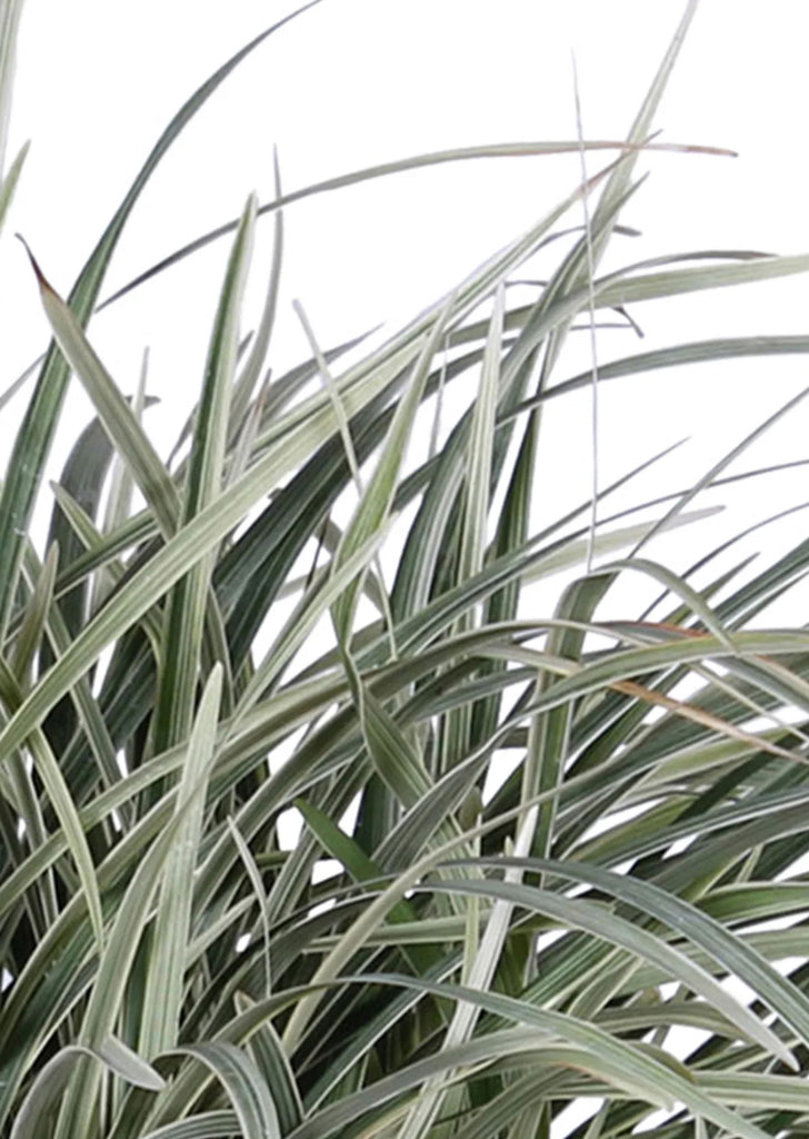 Ophiopogon Japonicus 'variegata'