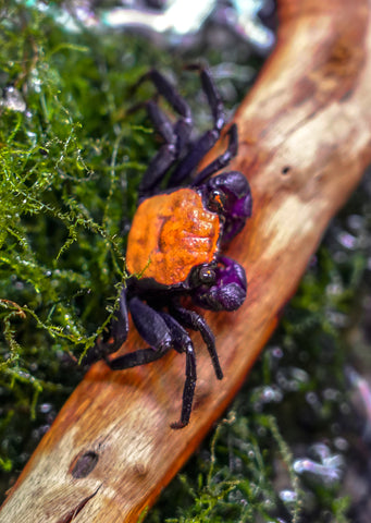 Orange Black Crab