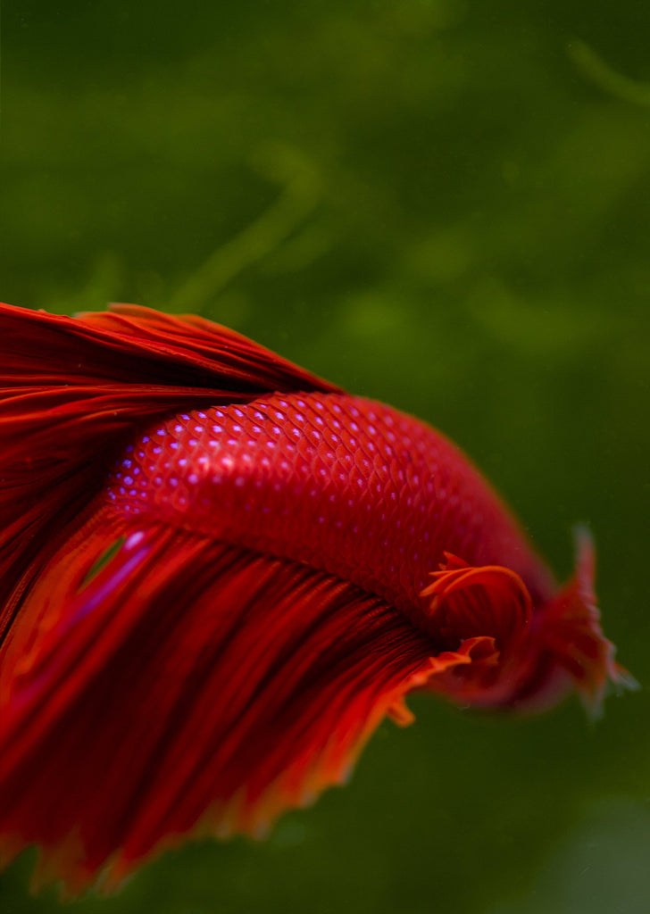 BETTA Red Halfmoon tropical fish from Discus.ae products online in Dubai and Abu Dhabi UAE