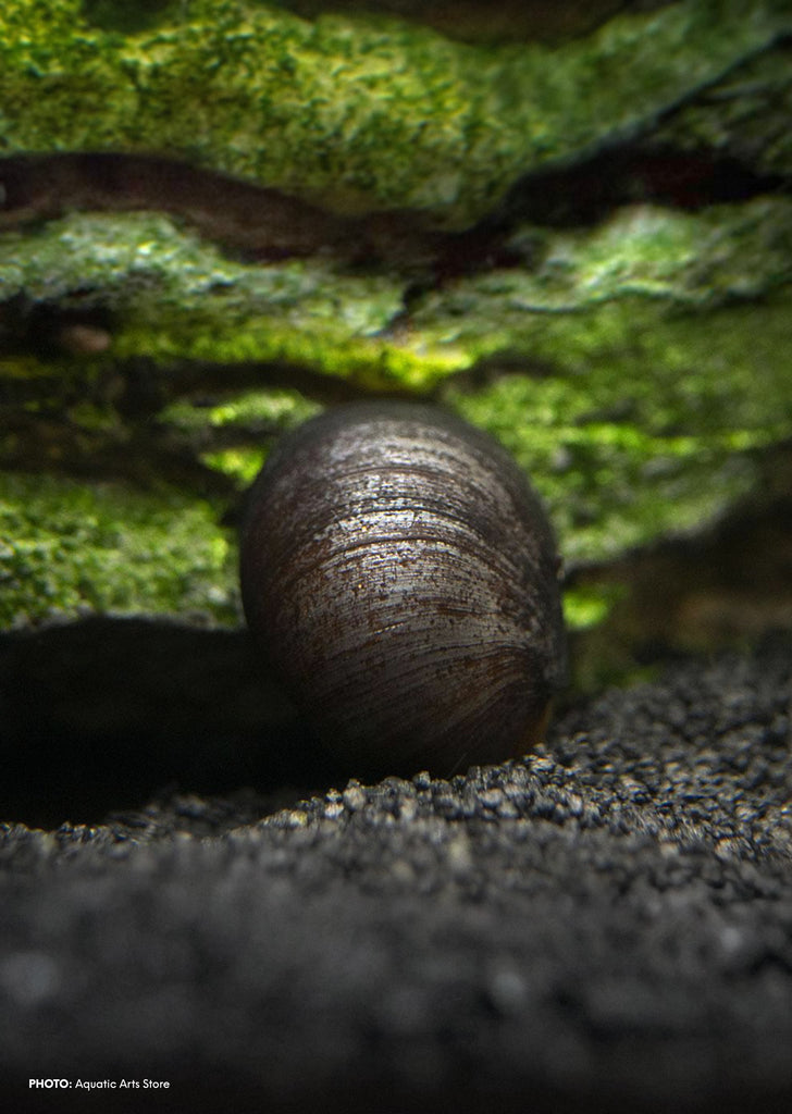 Black Helmet Snail tropical fish from Discus.ae products online in Dubai and Abu Dhabi UAE