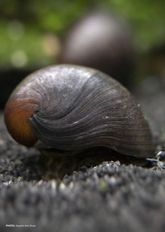 Black Helmet Snail tropical fish from Discus.ae products online in Dubai and Abu Dhabi UAE