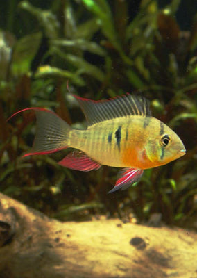 Bolivian Ramirezi