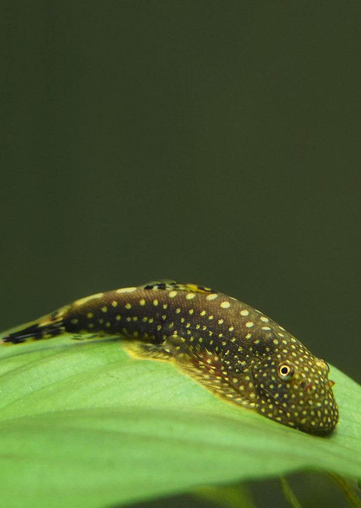 Hillstream loach tropical fish from Discus.ae products online in Dubai and Abu Dhabi UAE
