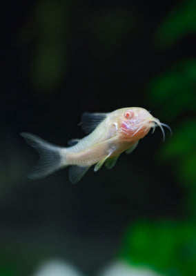 Corydoras Albino tropical fish from Discus.ae products online in Dubai and Abu Dhabi UAE