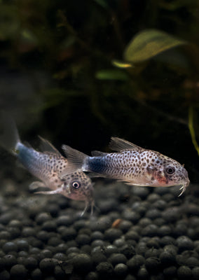 Corydoras Similis tropical fish from Discus.ae products online in Dubai and Abu Dhabi UAE