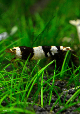 Crystal Black Shrimp