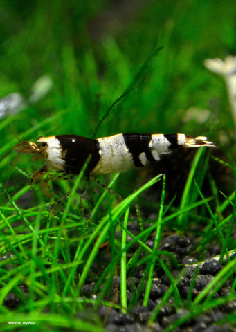 Crystal Black Shrimp