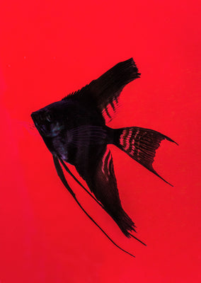 Åpex - Single Black (Veil) Angelfish from Åpex products online in Dubai and Abu Dhabi UAE